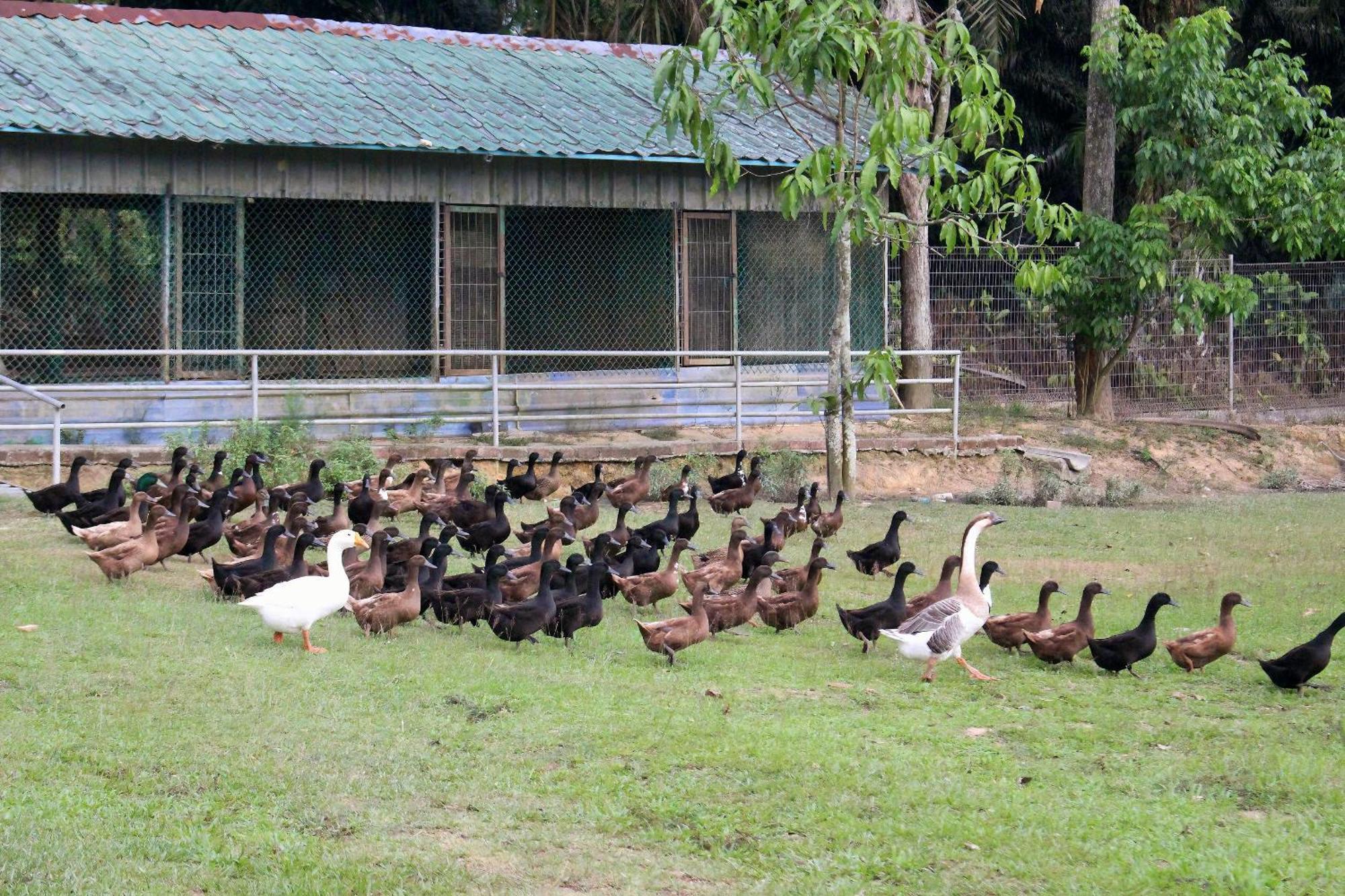 Savanna Hill Resort Ulu Tiram Bagian luar foto